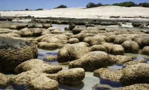 世界上最古老蛋 2.8亿年前的史前恐龙蛋史前恐龙