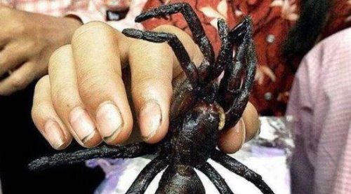 世界恶心的十大禁菜 世界上最恶心的10种食物(看了想吐)