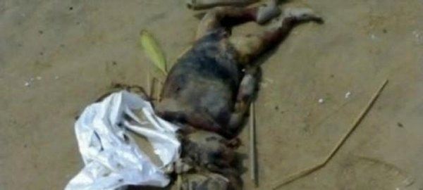 揭阳水库抓到了恐怖水鬼是真的吗？在水下力大无穷