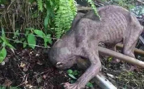 揭阳水库抓到了恐怖水鬼是真的吗？在水下力大无穷