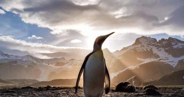 世界上最大的企鹅是哪一种 帝企鹅体重可达50千克（高不低于90cm）