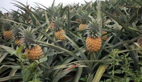 菠萝树图片竟然长这样 种菠萝的方式更加有趣