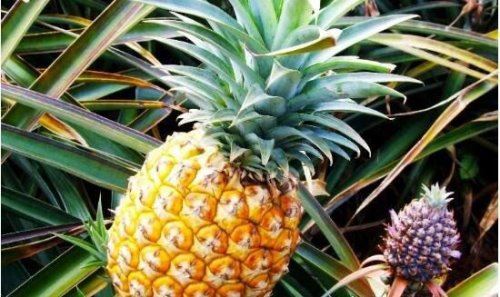 菠萝树图片竟然长这样 种菠萝的方式更加有趣