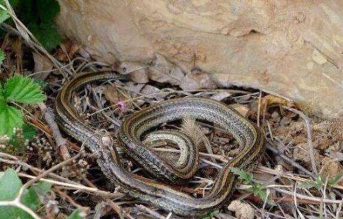 祖坟上放一物后代富贵 祖坟上放这几件东西能带来福运