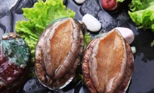 世界上最珍贵最稀有的鲍鱼 半头鲍(一只就要上万元)