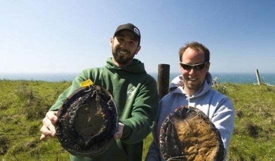 世界上最珍贵最稀有的鲍鱼 半头鲍(一只就要上万元)