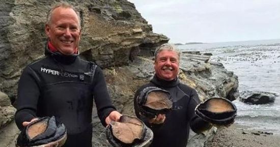 世界上最珍贵最稀有的鲍鱼 半头鲍(一只就要上万元)