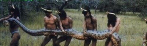 人类发现世界上最大的蛇有多大 世界上最大的蛇97米