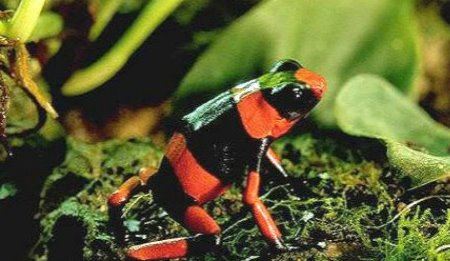 世界上极危青蛙 红带箭毒蛙（极度濒危物种）