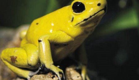 世界上极危青蛙 红带箭毒蛙（极度濒危物种）