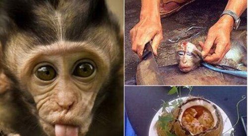 中国十大禁菜名单 炭烤乳羊会一尸两命(人类舌尖上的罪孽)