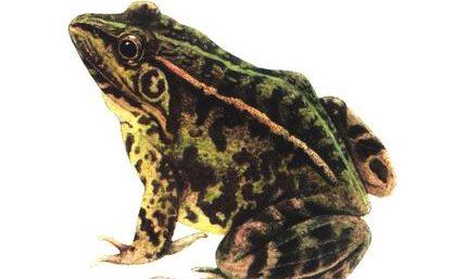 世界上禁止捕捉的青蛙 黑斑侧褶蛙（对人类有益的动物）
