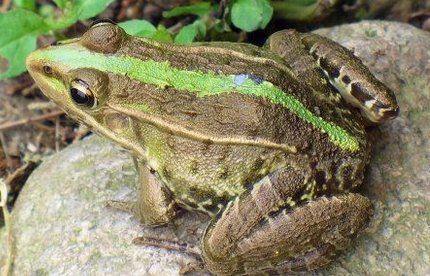 世界上禁止捕捉的青蛙 黑斑侧褶蛙（对人类有益的动物）
