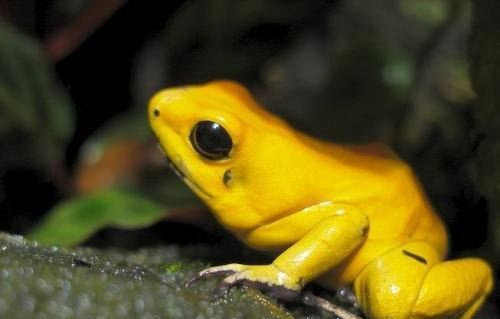 南美箭毒蛙的天敌是什么 能免疫蛙毒的蛇(专杀幼年箭毒蛙)