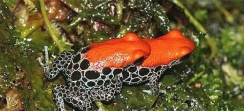 南美箭毒蛙的天敌是什么 能免疫蛙毒的蛇(专杀幼年箭毒蛙)