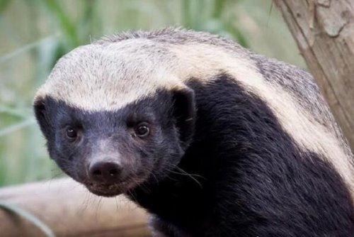 世界上最无所畏惧的动物 平头哥蜜獾不仅有勇而且有谋