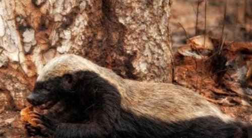 世界上最无所畏惧的动物 平头哥蜜獾不仅有勇而且有谋