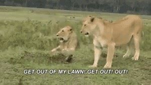 世界上最无所畏惧的动物 平头哥蜜獾不仅有勇而且有谋