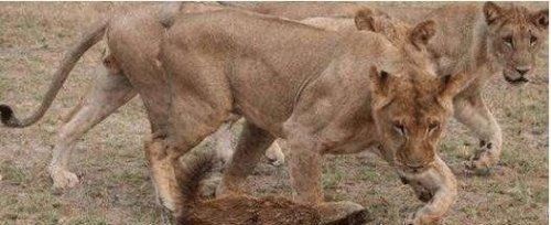 世界上最无所畏惧的动物 平头哥蜜獾不仅有勇而且有谋