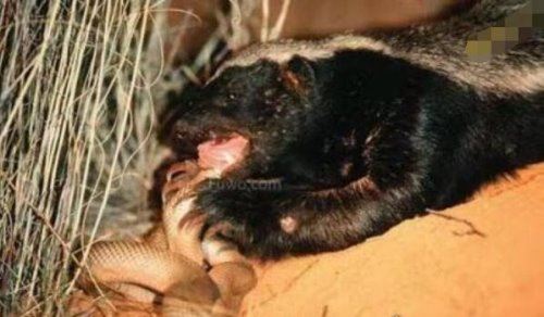 世界上最无所畏惧的动物 平头哥蜜獾不仅有勇而且有谋