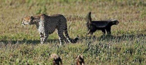 世界上最无所畏惧的动物 平头哥蜜獾不仅有勇而且有谋