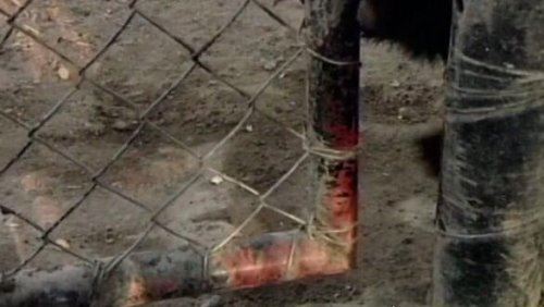 世界上最无所畏惧的动物 平头哥蜜獾不仅有勇而且有谋