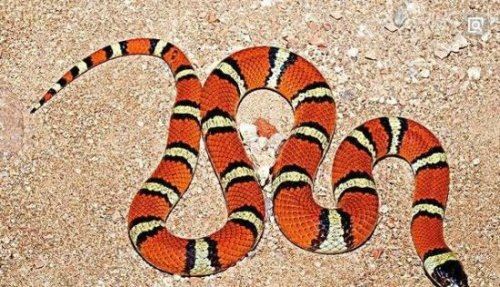 世界上最受欢迎的宠物蛇 牛奶蛇(无毒有益/酷似剧毒珊瑚蛇)