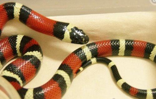 世界上最受欢迎的宠物蛇 牛奶蛇(无毒有益/酷似剧毒珊瑚蛇)