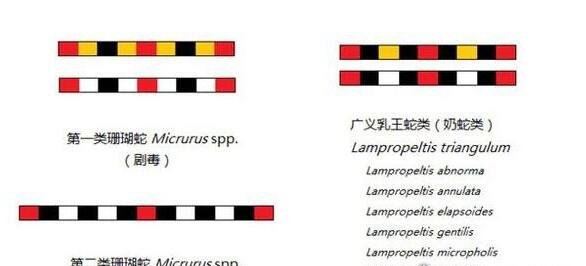 世界上最受欢迎的宠物蛇 牛奶蛇(无毒有益/酷似剧毒珊瑚蛇)
