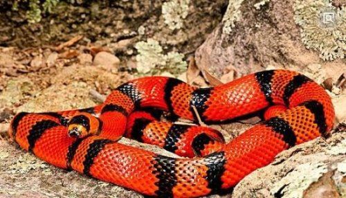 世界上最受欢迎的宠物蛇 牛奶蛇(无毒有益/酷似剧毒珊瑚蛇)