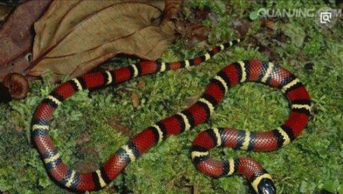 世界上最受欢迎的宠物蛇 牛奶蛇(无毒有益/酷似剧毒珊瑚蛇)