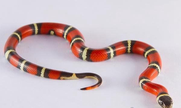 世界上最受欢迎的宠物蛇 牛奶蛇(无毒有益/酷似剧毒珊瑚蛇)