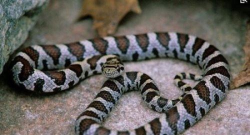 世界上最受欢迎的宠物蛇 牛奶蛇(无毒有益/酷似剧毒珊瑚蛇)