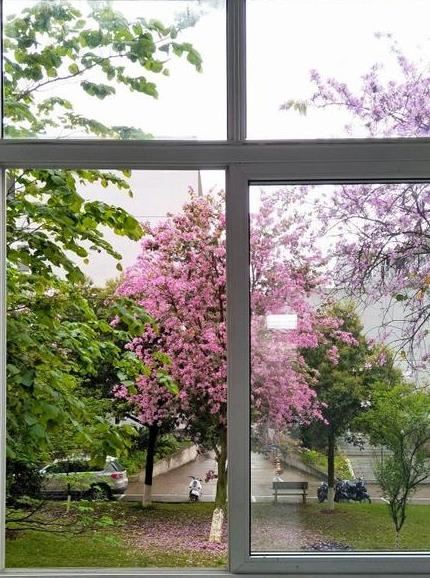 广西大学鲜花瀑布 十大最美瀑布排行榜