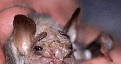 十大最恐怖蝙蝠图片 吸血蝙蝠真的存在(一生吸血100升)