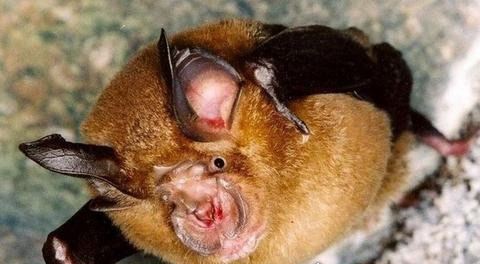 十大最恐怖蝙蝠图片 吸血蝙蝠真的存在(一生吸血100升)