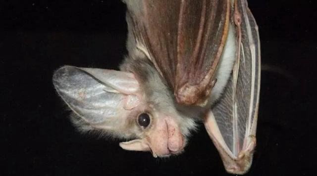 十大最恐怖蝙蝠图片 吸血蝙蝠真的存在(一生吸血100升)