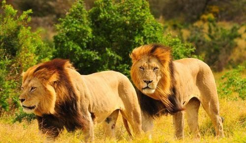 非洲有哪些国家？共60个(最大国家阿尔及利亚/最小国家塞舌尔)