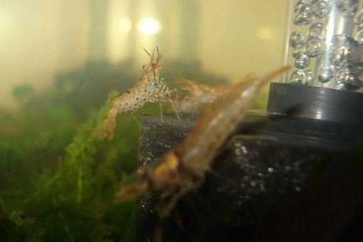 海猴子真实存在吗？揭秘海猴子是什么生物