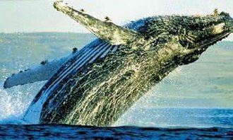 世界上最大的十种鲸鱼：蓝鲸最大 第4种睾丸重500公斤