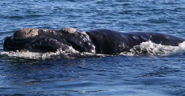 世界上最大的十种鲸鱼：蓝鲸最大 第4种睾丸重500公斤