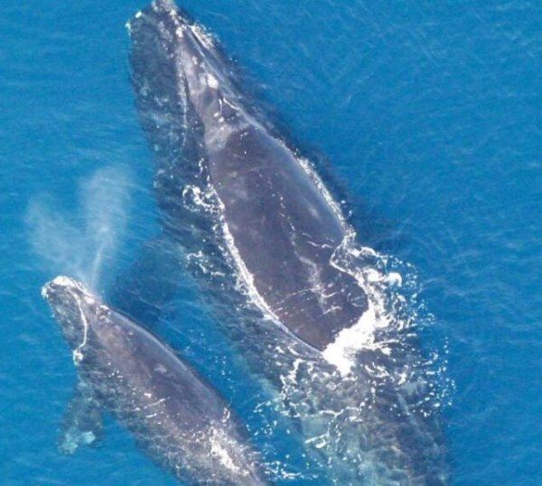 世界上最大的十种鲸鱼:蓝鲸最大 第4种睾丸重500公斤