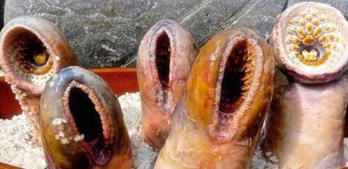 北极七鳃鳗靠吸食鲜血为生 长达60厘米恐怖生物