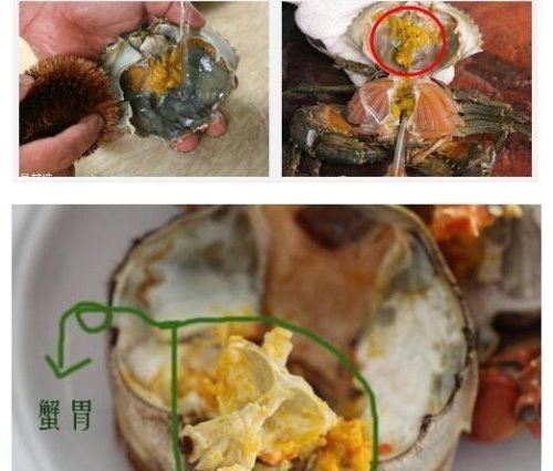 螃蟹哪里不能吃高清图 这四张图片告诉你螃蟹需要清除的部位