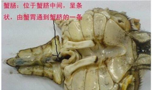 螃蟹哪里不能吃高清图 这四张图片告诉你螃蟹需要清除的部位