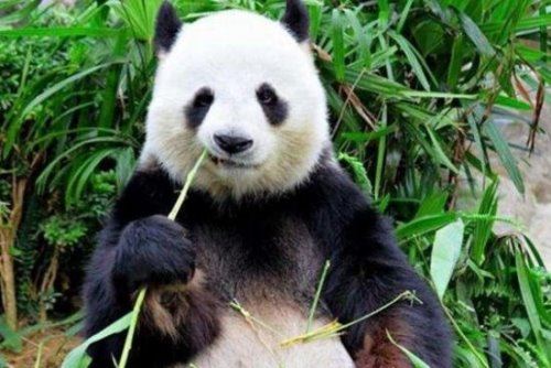 大熊猫是猫吗？并不是猫科而是熊类(以前的名字叫＂猫熊＂)