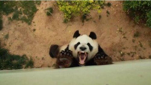 大熊猫是猫吗？并不是猫科而是熊类(以前的名字叫＂猫熊＂)