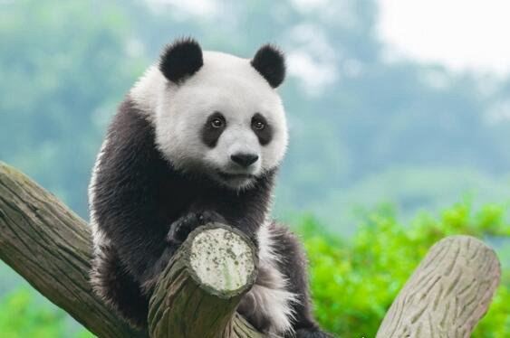 大熊猫是猫吗？并不是猫科而是熊类(以前的名字叫＂猫熊＂)