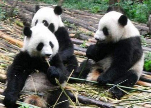大熊猫是猫吗？并不是猫科而是熊类(以前的名字叫＂猫熊＂)