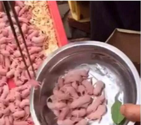 禁菜三吱儿的食用步骤分解 生吃活老鼠(胆小勿试)